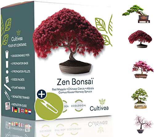 Cultivea Mini - Kit de 5 BonsÃ¡i para cultivar - Semillas de calidad - JardÃ­n - Idea de regalo (Arce rojo, Cercis chino, Juniperus, Liquidambar, PÃ­cea de Noruega)